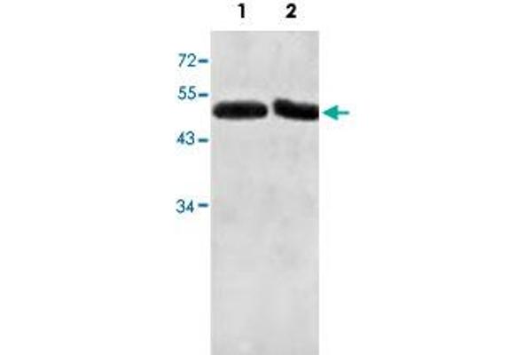 Actin-Like 7A Antikörper  (AA 42-283)