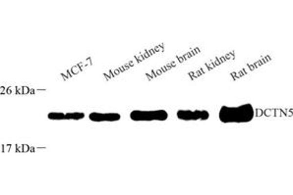 DCTN5 antibody