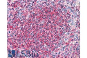 ABIN238677 (5µg/ml) staining of paraffin embedded Human Spleen. (FZD7 antibody  (C-Term))