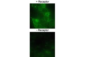 Immmunofluorscent staining of HEK293 cells over-expressing SLC2A1 or a nono-specific control receptor using SLC2A1 polyclonal antibody  at 1:200 dilution. (GLUT1 antibody)