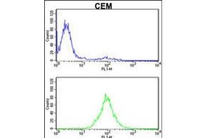 Flow cytometric analysis of CEM cells (bottom histogram) compared to a negative control cell (top histogram). (KPNB1 antibody  (N-Term))