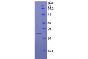 SDS-PAGE analysis of Rat vWF Protein.