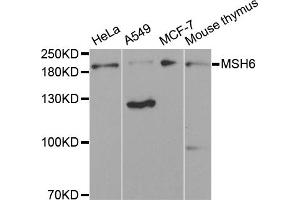 Western blot analysis of extracts of various cell lines, using MSH6 antibody (ABIN1873754) at 1:300 dilution. (MSH6 antibody)
