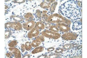 Image no. 1 for anti-Forkhead Box P2 (FOXP2) (AA 71-120) antibody (ABIN203449) (FOXP2 antibody  (AA 71-120))