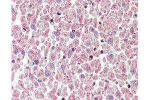 Anti-BCL2L1 / Bcl-x antibody IHC of human heart. (BCL2L1 antibody  (C-Term))