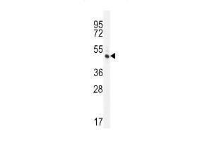 RINL Antibody (N-term) (ABIN656038 and ABIN2845410) western blot analysis in HL-60 cell line lysates (35 μg/lane). (RINL antibody  (N-Term))