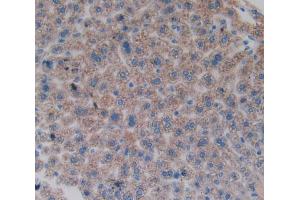 IHC-P analysis of liver tissue, with DAB staining. (FOS antibody  (AA 6-240))