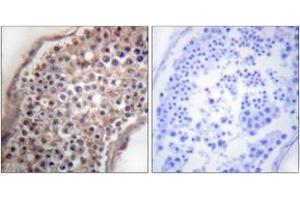 Immunohistochemistry analysis of paraffin-embedded human testis tissue, using EFNB1/2 (Ab-330) Antibody. (EFNB1/2 (AA 284-333) antibody)