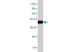 Western Blot detection against Immunogen (37. (ASB10 antibody  (AA 48-153))