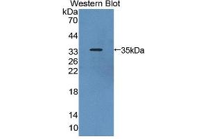 Figure. (Thymopoietin antibody  (AA 1-243))