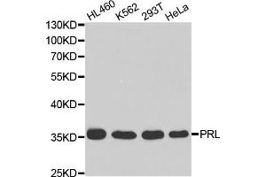 Western blot analysis of extracts of various cell lines, using PRL antibody (ABIN5970789) at 1/1000 dilution. (Prolactin antibody)