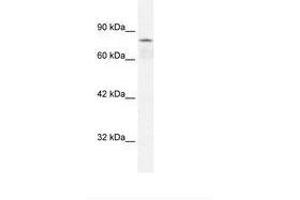 Image no. 1 for anti-Collectin Sub-Family Member 12 (COLEC12) (AA 103-152) antibody (ABIN6735821) (COLEC12 antibody  (AA 103-152))