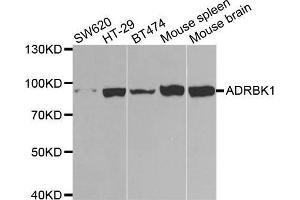 Western blot analysis of extracts of various cell lines, using ADRBK1 antibody. (GRK2 antibody  (AA 440-689))