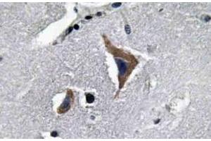 Immunohistochemistry analysis of Neurophysin I Antibody in paraffin-embedded Human brain tissue. (OXT antibody)