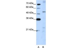 Western Blotting (WB) image for anti-Zinc Finger Protein 596 (ZNF596) antibody (ABIN2462008) (ZNF596 antibody)