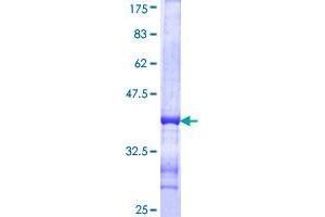 SYN2 Protein (AA 348-448) (GST tag)