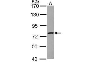 WB Image Sample (30 ug of whole cell lysate) A: Raji 7. (ZBED1 antibody  (N-Term))
