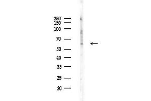 Western blot analysis of lysates from RAW264.