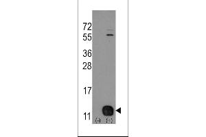 Western blot analysis of PHPT1 (arrow) using rabbit polyclonal PHPT1 Antibody (Human N-term). (PHPT1 antibody  (N-Term))
