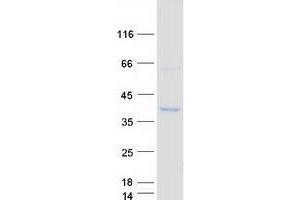 CDC42EP3 Protein (Myc-DYKDDDDK Tag)