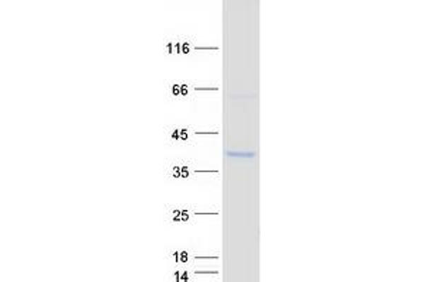CDC42EP3 Protein (Myc-DYKDDDDK Tag)