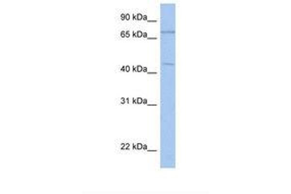 ISLR2 antibody  (AA 182-231)