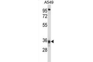 Western Blotting (WB) image for anti-Coiled-Coil Domain Containing 50 (CCDC50) antibody (ABIN2997838) (CCDC50 antibody)