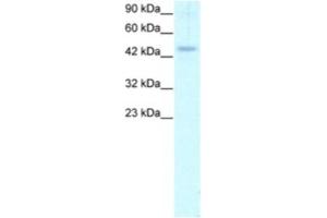 Western Blotting (WB) image for anti-Calreticulin (CALR) antibody (ABIN2460176) (Calreticulin antibody)