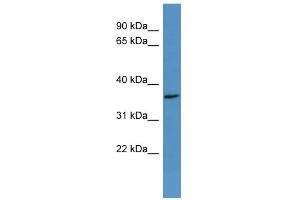 WB Suggested Anti-OR2H2 Antibody Titration: 0.