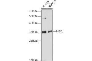 Western blot analysis of extracts of various cell lines, using HEYL antibody (ABIN7267563) at 1:1000 dilution. (HEYL antibody  (AA 129-328))