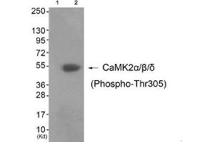 Western blot analysis of extracts from 3T3 cells (Lane 2), using CaMK2α/β/δ (Phospho-Thr305) Antibody. (CAMK2A antibody  (pThr305))