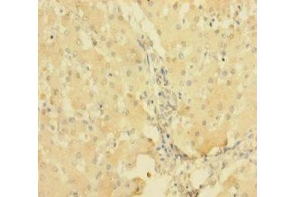 PTPRR antibody  (AA 1-412)