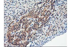 Image no. 9 for anti-NIF3 NGG1 Interacting Factor 3-Like 1 (NIF3L1) antibody (ABIN1496615) (NIF3L1 antibody)