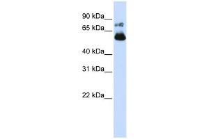 VISA antibody used at 1 ug/ml to detect target protein. (MAVS antibody  (N-Term))