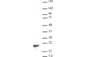 Histone H3 dimethyl Lys9 antibody tested by Western blot. (Histone 3 antibody  (2meLys9))