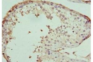 Immunohistochemistry of paraffin-embedded human testis tissue using ABIN7157933 at dilution of 1:100 (LELP1 antibody  (AA 1-98))