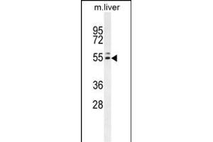 INSC Antibody (C-term) (ABIN653656 and ABIN2842996) western blot analysis in mouse liver tissue lysates (35 μg/lane). (INSC antibody  (C-Term))