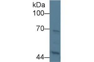KNG1 antibody  (AA 19-380)