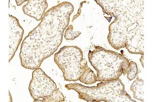 Immunohistochemical analysis of paraffin-embedded Human placenta section using Pink1 . (CD59 antibody  (AA 74-110))