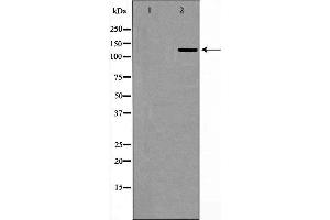 Western blot analysis of HepG2 , using USP7  Antibody. (USP7 antibody  (Internal Region))