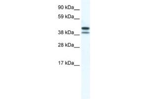 Western Blotting (WB) image for anti-TATA Box Binding Protein Like 2 (Tbpl2) antibody (ABIN2461562) (Tbpl2 antibody)