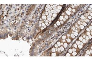 ABIN6276765 at 1/100 staining Rat colon tissue by IHC-P. (IDO1 antibody  (Internal Region))