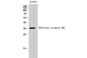 Western Blotting (WB) image for anti-Olfactory Receptor, Family 6, Subfamily Q, Member 1 (OR6Q1) (Internal Region) antibody (ABIN3186182) (OR6Q1 antibody  (Internal Region))