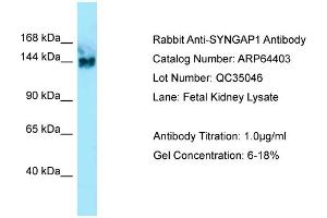 Western Blotting (WB) image for anti-Synaptic Ras GTPase Activating Protein 1 (SYNGAP1) (C-Term) antibody (ABIN2789829) (SYNGAP1 antibody  (C-Term))