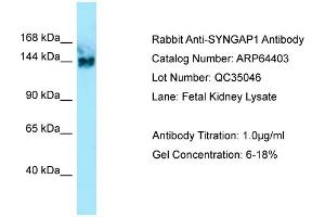 Western Blotting (WB) image for anti-Synaptic Ras GTPase Activating Protein 1 (SYNGAP1) (C-Term) antibody (ABIN2789829)