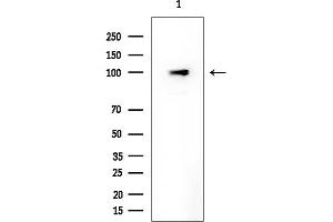 Western blot analysis of lysates from HUVEC cells, using NSMAF Mouse Monoclonal Antibody at 1/1000 dilution.
