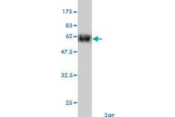 Cyclin G2 antibody  (AA 1-344)