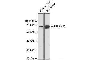 Western blot analysis of extracts of various cell lines using TSPAN33 Polyclonal Antibody at dilution of 1:1000.