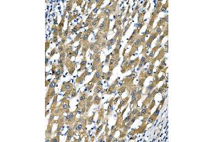 IHC analysis of Sigma1-Receptor/SIGMAR1 using anti-Sigma1-Receptor/SIGMAR1 antibody (ABIN7599011). (SIGMAR1 antibody  (AA 1-154))