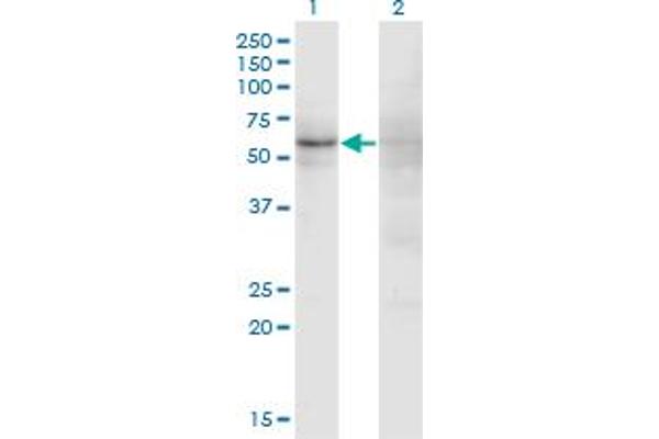 ZNF180 antibody  (AA 176-285)